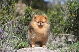 SPITZ ALLEMAND 103